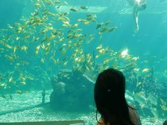 -海棠湾洲际-涛·海底餐厅·龙虾·牛排·美人鱼