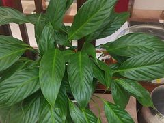 -顺味凤城·顺德菜专门店(九六广场店)