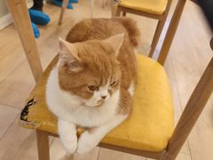 -Let's go狗咖·猫咖·奶狗·桌游(春熙路IFS店)