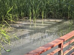 -绿堤公园