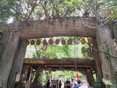 -西双版纳原始森林公园