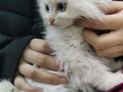 -瑞派天宁宠物医院·猫科·异宠中心