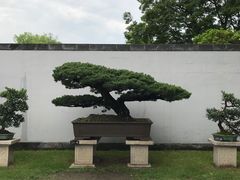 -扬州大运河文化旅游度假区·盆景园