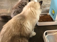 -喵屿·大理花园猫咖