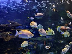 -瑞普利水族馆
