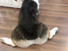 -柯斗斗主题餐厅·狗咖·围炉煮茶·茶饮(国瑞升平里店)