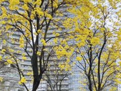 -洲头咀公园