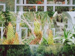 -深圳市中科院仙湖植物园