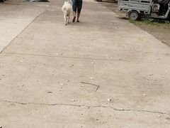 -如家宠物家庭式寄养训练