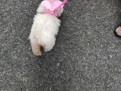 -翊宠yipet猫狗购宠庄园犬舍•猫舍