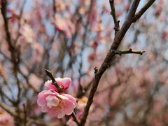 -梅花山(明孝陵内)