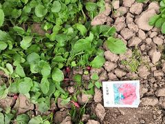 -万源龙顺度假庄园生态观光园