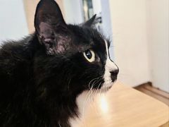 -有猫主题·治愈系猫咖(曾厝垵店)