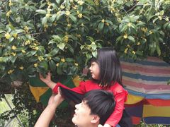 青炒油菜花-老根农家饭店