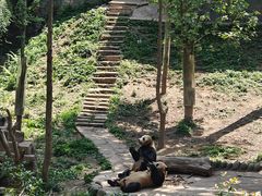 -中国大熊猫保护研究中心雅安碧峰峡基地