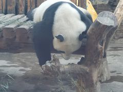 -石家庄市动物园