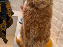 -平行世界·猫咖(首经贸店)