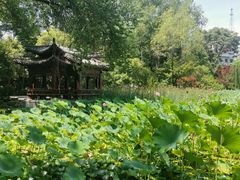 -莲湖公园