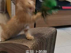 -芭比堂动物医院广州顽皮分院