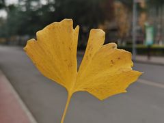 -四川大学(华西校区)