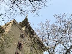 景点-武汉大学-樱园