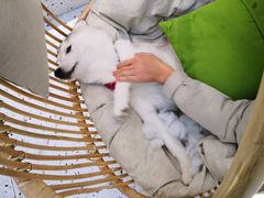 -Husky Go!哈士奇体验馆·宠物咖啡厅狗咖