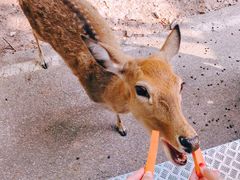 -清迈夜间动物园