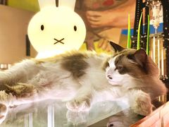 -咖法森林·咖啡  酒吧(天河店)