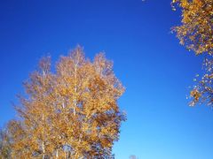 -塞罕坝国家级自然保护区