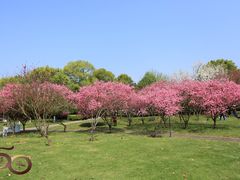 -橘子洲景区
