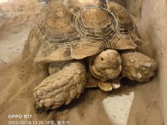 -绿色星球动物主题公园
