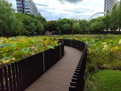 -陈家山荷花公园