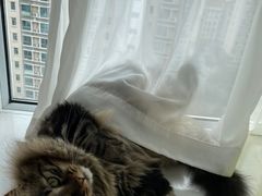 -关爱宠物医院·猫科中心·消化科(滨湖万达分院)