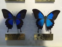 -上海昆虫博物馆