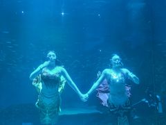 -海合安成都极地海洋公园