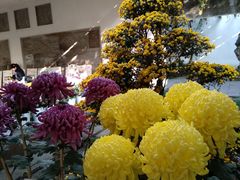 -杭州植物园