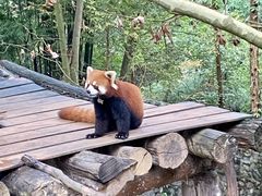 -都江堰中华大熊猫苑