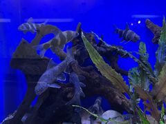 -上海海洋水族馆