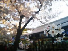 -上海南浦大桥长途旅游客运站