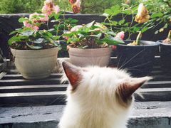 -喵的天空名猫咖啡馆·撸猫·猫舍·用品