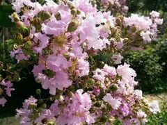 -武汉紫薇都市田园