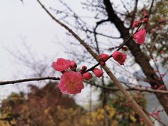 -三圣花乡旅游区