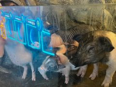 -正佳雨林生态植物园