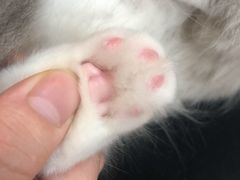 -lincat·猫舍(广州店)