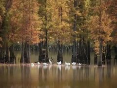 -白鹭湾湿地公园