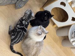 -有喵·猫咖·狗咖·40+猫狗有小奶狗(岗厦店)