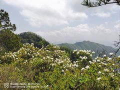 -王顺山国家森林公园