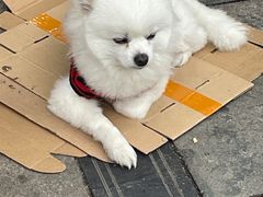 -玉滋補