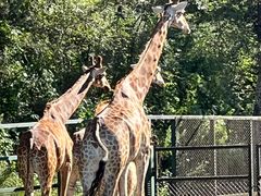 -沈阳森林动物园