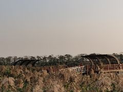 -芒洲湿地公园